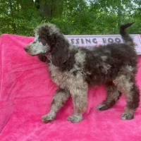 Capone AKC Merle, a male Poodle - Standard  for sale in Dallas, TX – Photo 8 of 10