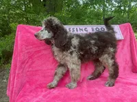 Capone AKC Merle, a male Poodle - Standard  for sale in Dallas, TX – Photo 8 of 10