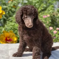 Capone AKC Merle, a male Poodle - Standard  for sale in Dallas, TX – Photo 6 of 10