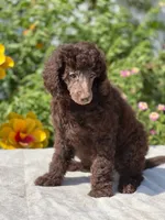 Capone AKC Merle, a male Poodle - Standard  for sale in Dallas, TX – Photo 6 of 10