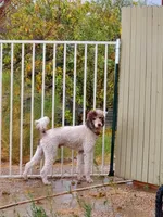 Capone AKC Merle, a male Poodle - Standard  for sale in Dallas, TX – Photo 2 of 10