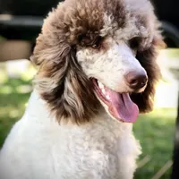 Capone AKC Merle, a male Poodle - Standard  for sale in Dallas, TX – Photo 1 of 10