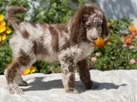 Capone AKC Merle, a male Poodle - Standard  for sale in Dallas, TX – Photo 3 of 10