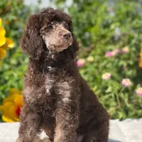 Capone AKC Merle, a male Poodle - Standard  for sale in Dallas, TX – Photo 5 of 10