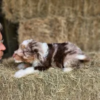 Capone AKC Merle, a male Poodle - Standard  for sale in Dallas, TX – Photo 10 of 10