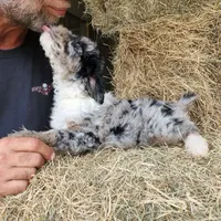 Capone AKC Merle, a male Poodle - Standard  for sale in Dallas, TX – Photo 9 of 10