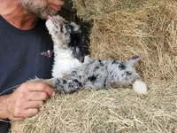 Capone AKC Merle, a male Poodle - Standard  for sale in Dallas, TX – Photo 9 of 10