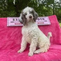 Capone AKC Merle, a male Poodle - Standard  for sale in Dallas, TX – Photo 7 of 10