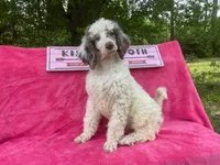 Capone AKC Merle, a male Poodle - Standard  for sale in Dallas, TX – Photo 7 of 10
