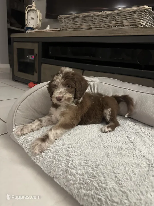Bear, a male Goldendoodle for sale in Saint Cloud, FL – 1 of 4