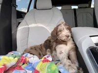 Bear, a male Goldendoodle for sale in Saint Cloud, FL – 2 of 4