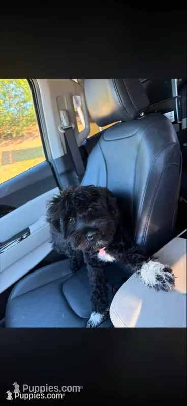 AJ – Schnoodle puppy for sale in Fuquay Varina, NC