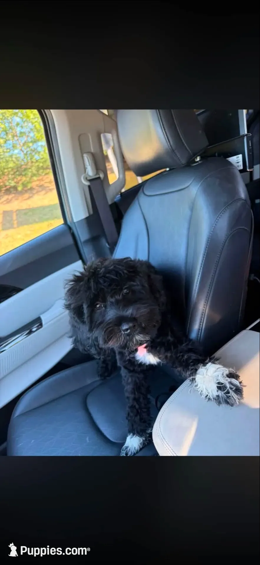 AJ, a male Schnoodle for sale in Fuquay Varina, NC – 1 of 5