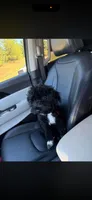 AJ, a male Schnoodle for sale in Fuquay Varina, NC – 4 of 5
