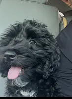 AJ, a male Schnoodle for sale in Fuquay Varina, NC – 2 of 5