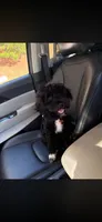 AJ, a male Schnoodle for sale in Fuquay Varina, NC – 3 of 5