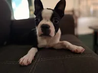 Holly, a female Boston Terrier for sale in Rushville, OH – 7 of 9