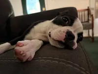 Holly, a female Boston Terrier for sale in Rushville, OH – 9 of 9