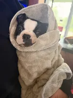 Holly, a female Boston Terrier for sale in Rushville, OH – 6 of 9