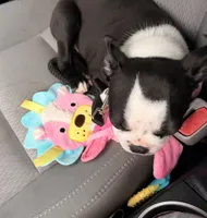 Holly, a female Boston Terrier for sale in Rushville, OH – 8 of 9