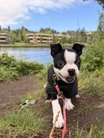 Holly, a female Boston Terrier for sale in Rushville, OH – 4 of 9