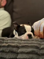 Holly, a female Boston Terrier for sale in Rushville, OH – 5 of 9