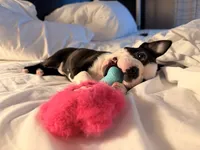 Holly, a female Boston Terrier for sale in Rushville, OH – 2 of 9