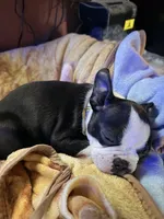 Holly, a female Boston Terrier for sale in Rushville, OH – 3 of 9