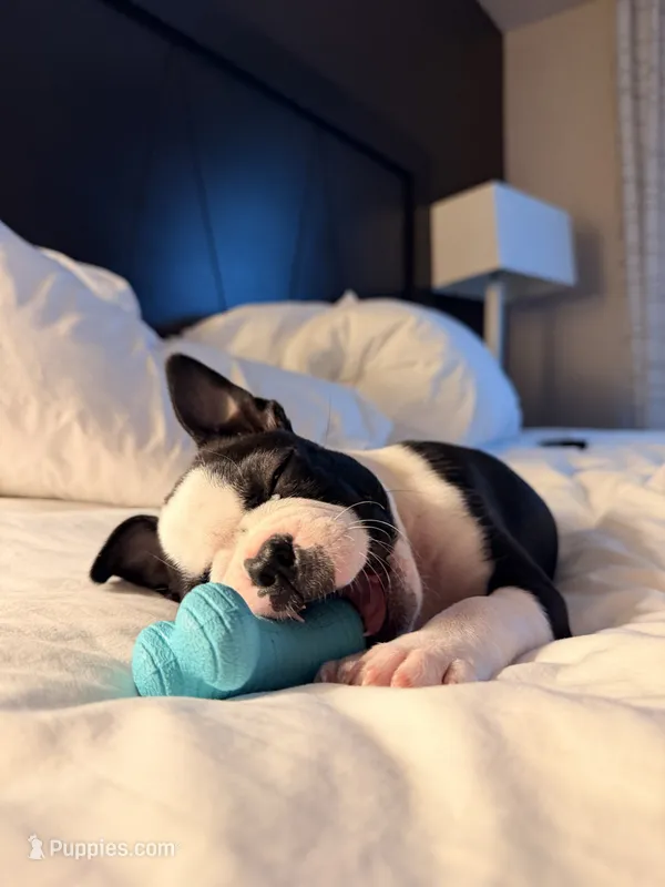 Holly – Boston Terrier puppy for sale in Rushville, OH