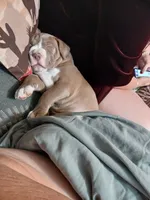 Wrecking ball , a male American Pit Bull Terrier for sale in Clifton, CO – 2 of 2