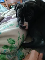 Midnight , a male American Pit Bull Terrier for sale in Clifton, CO – 6 of 9