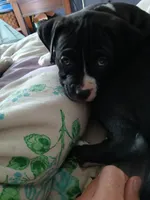 Midnight , a male American Pit Bull Terrier for sale in Clifton, CO – 7 of 9