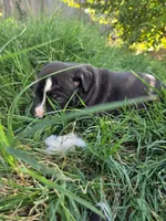 Jr, a male American Pit Bull Terrier for sale in Clifton, CO – 2 of 4