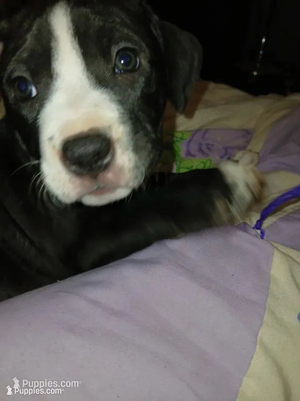 Prince  – American Pit Bull Terrier puppy for sale in Clifton, CO