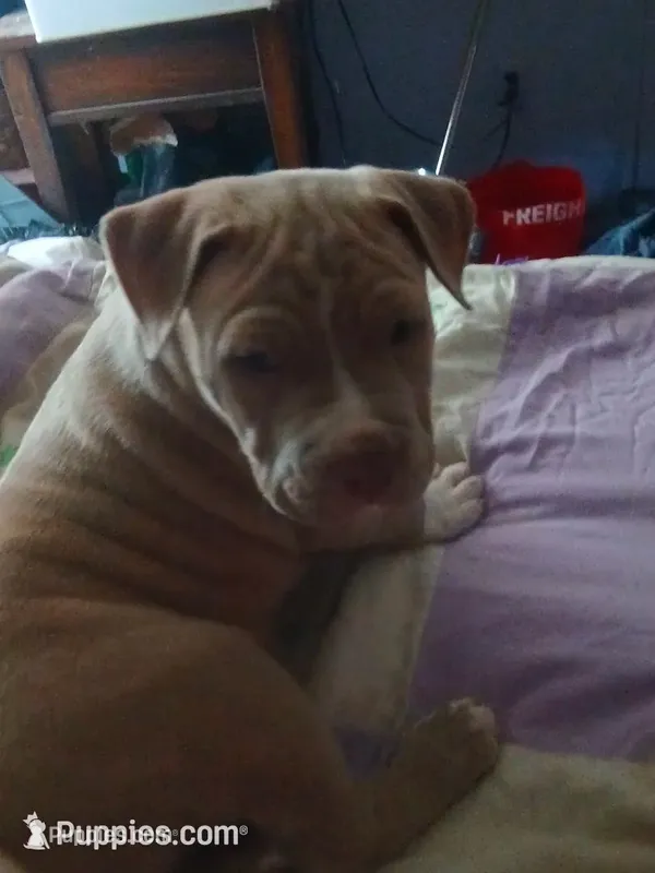 Peanut  – American Pit Bull Terrier puppy for sale in Clifton, CO