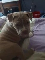 Peanut , a male American Pit Bull Terrier for sale in Clifton, CO – 2 of 2