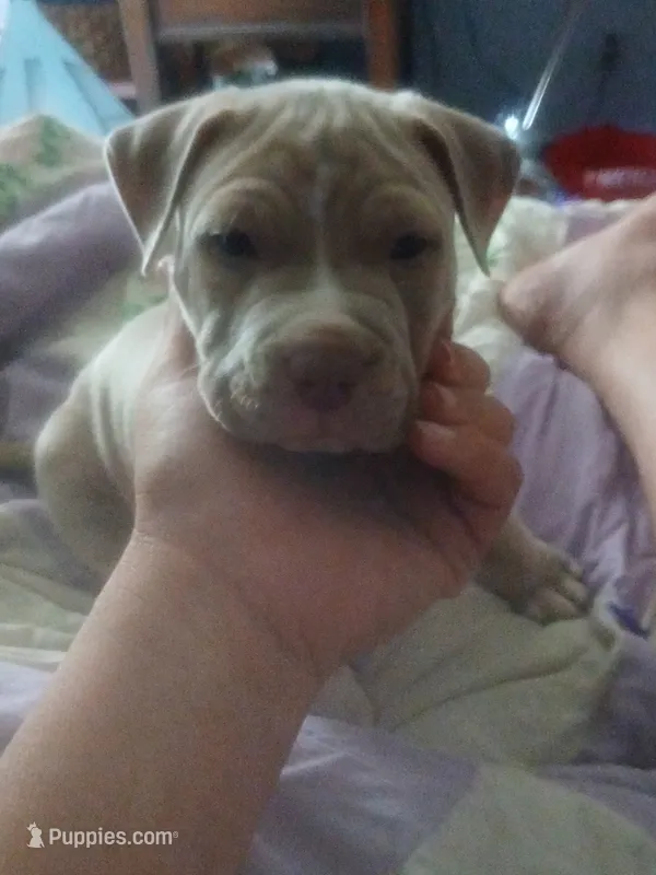 Wrecking ball  – American Pit Bull Terrier puppy for sale in Clifton, CO