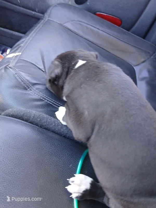 Jr, a male American Pit Bull Terrier for sale in Clifton, CO – 1 of 4