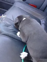 Jr, a male American Pit Bull Terrier for sale in Clifton, CO – 1 of 4