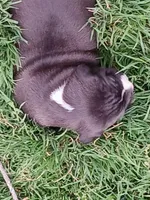 Jr, a male American Pit Bull Terrier for sale in Clifton, CO – 4 of 4