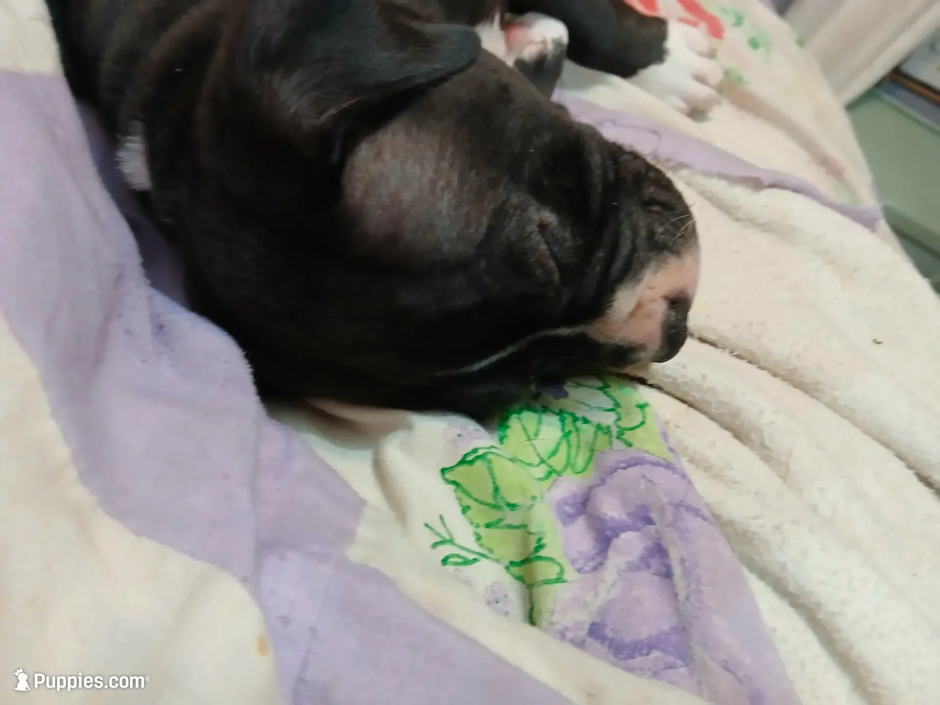 Midnight , a male American Pit Bull Terrier for sale in Clifton, CO – 2 of 9
