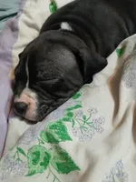 Midnight , a male American Pit Bull Terrier for sale in Clifton, CO – 4 of 9