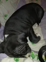 Midnight , a male American Pit Bull Terrier for sale in Clifton, CO – 3 of 9