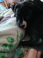 Midnight , a male American Pit Bull Terrier for sale in Clifton, CO – 8 of 9