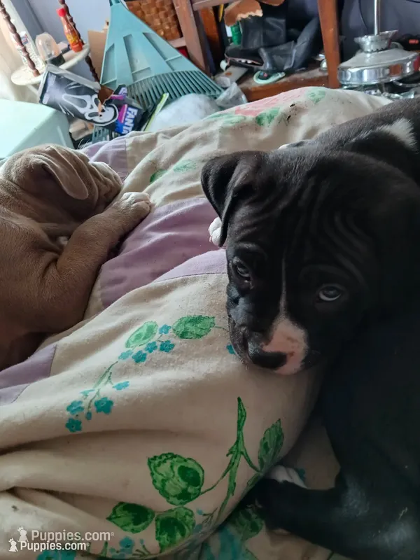 Midnight , a male American Pit Bull Terrier for sale in Clifton, CO – 1 of 9
