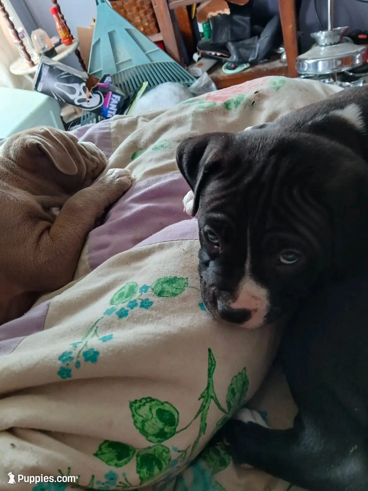 Midnight , a male American Pit Bull Terrier for sale in Clifton, CO – 1 of 9