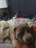 Peanut , a male American Pit Bull Terrier for sale in Clifton, CO – 1 of 2
