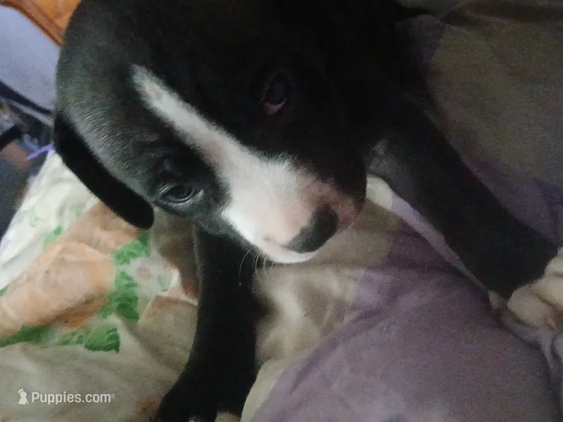 Prince  – American Pit Bull Terrier puppy for sale in Clifton, CO