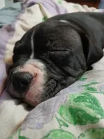 Midnight , a male American Pit Bull Terrier for sale in Clifton, CO – 5 of 9