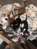 Tardus, a male Pembroke Welsh Corgi and Chihuahua for sale in Glendale, AZ – 4 of 5